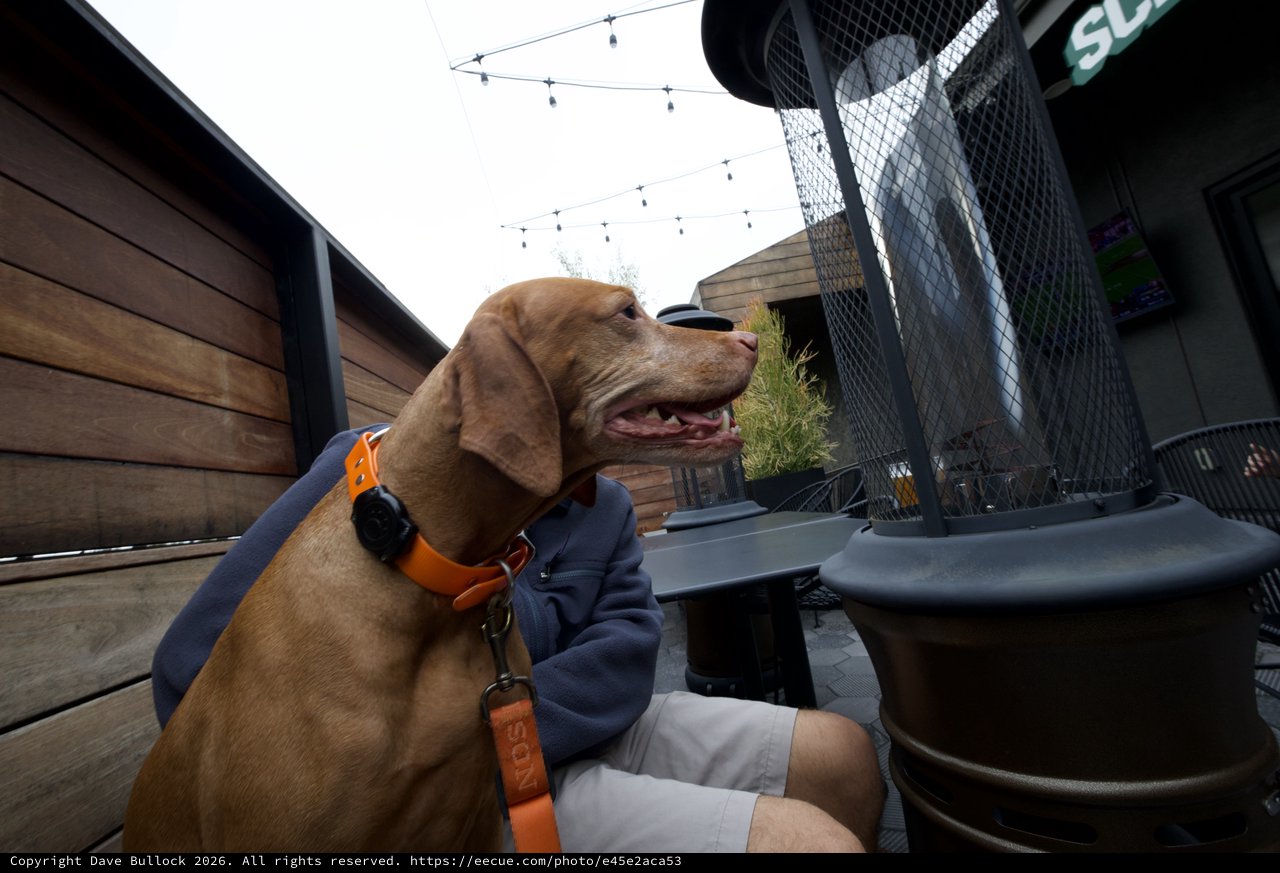 Vizsla Dog Enjoying Outdoor Patio Dining Experience