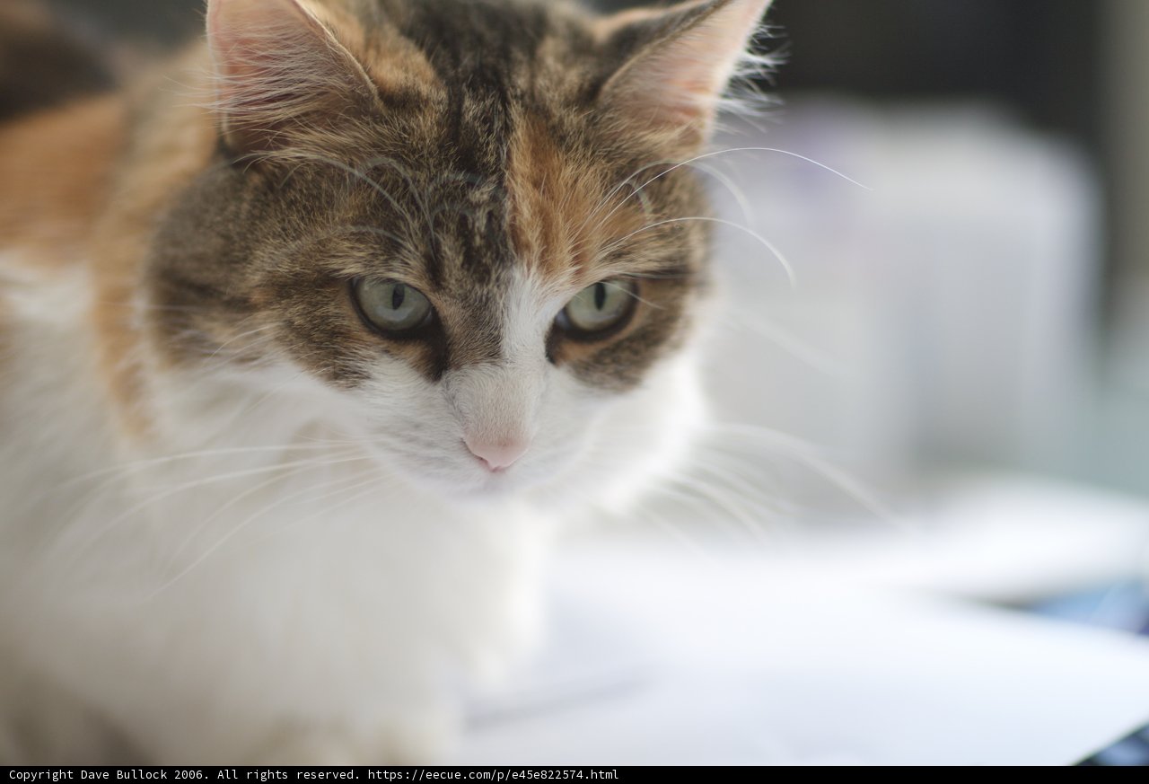 Feline Gaze