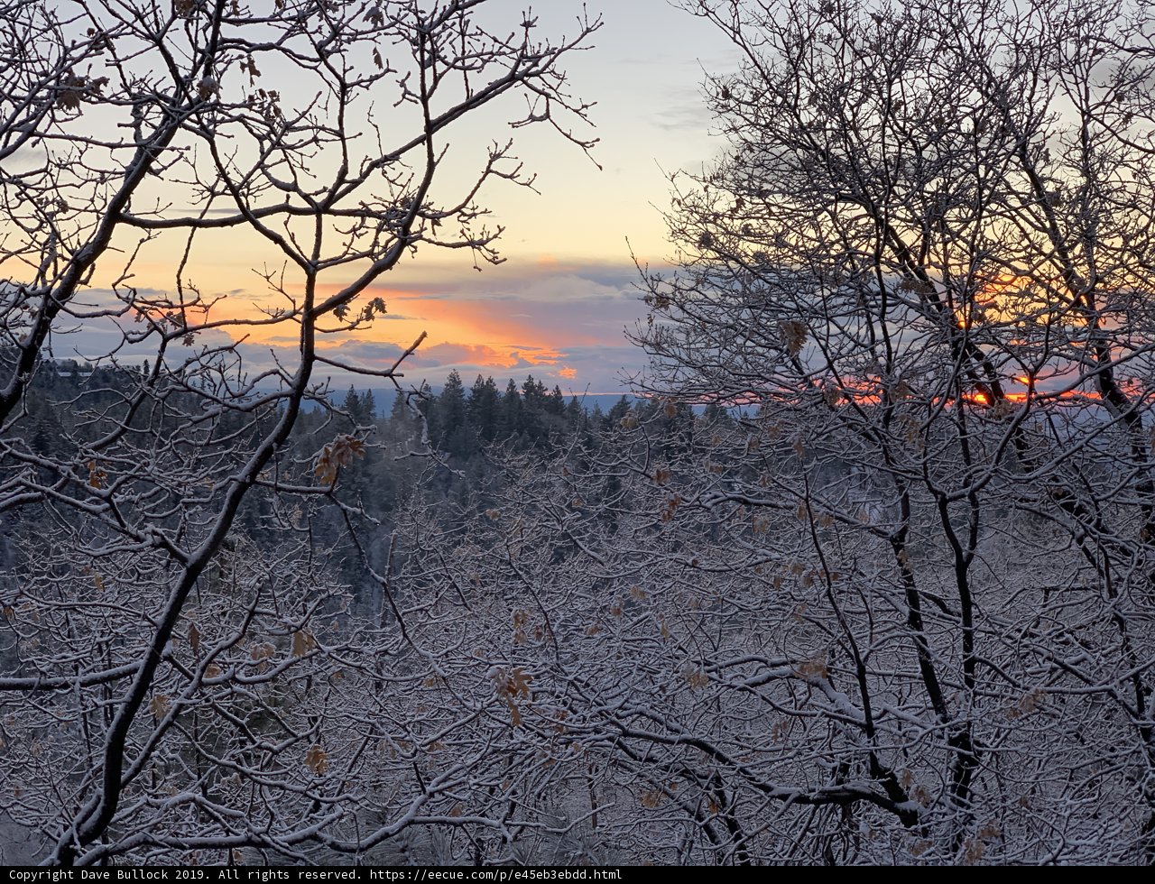 Frosty Sunset from a Towering Fir