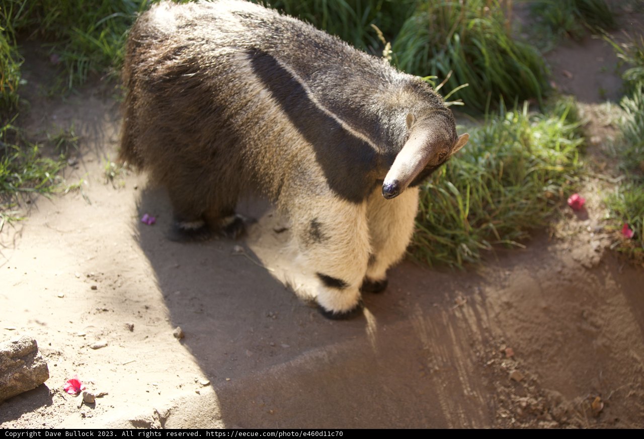 Majestic Visitor on the Path at SF Zoo