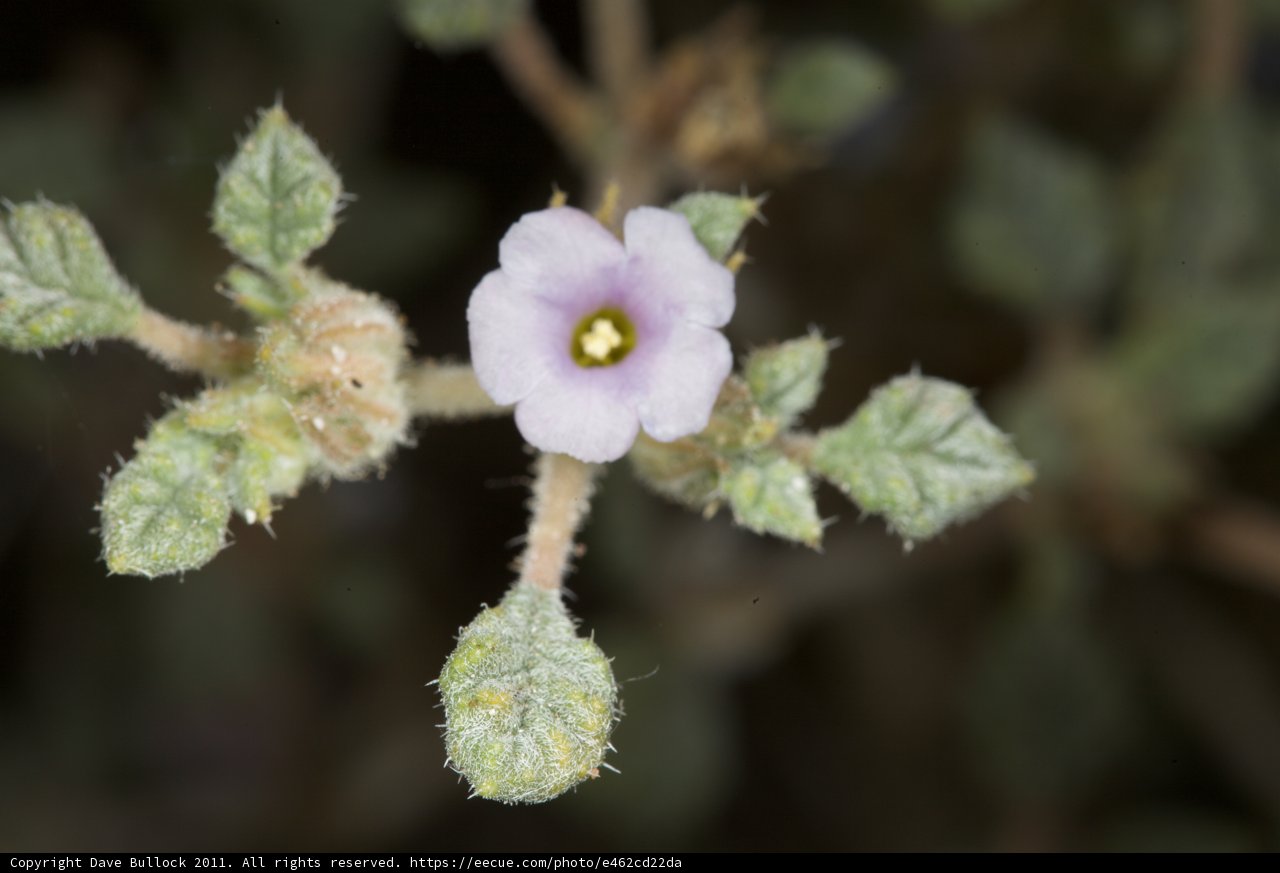 Purple Geranium Flower
