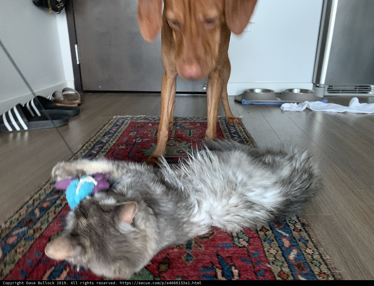 Furry Friends' Playtime on Hardwood Flooring