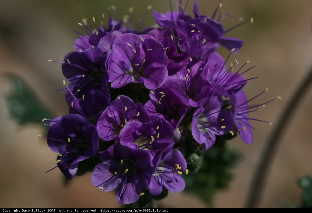 Purple Geraniums in a Field