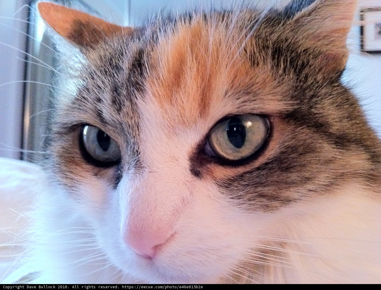 Blue-Eyed Cat Close-up