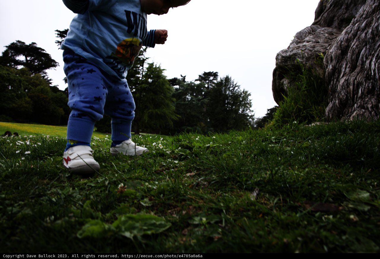 A Day of Adventure at the San Francisco Botanical Garden