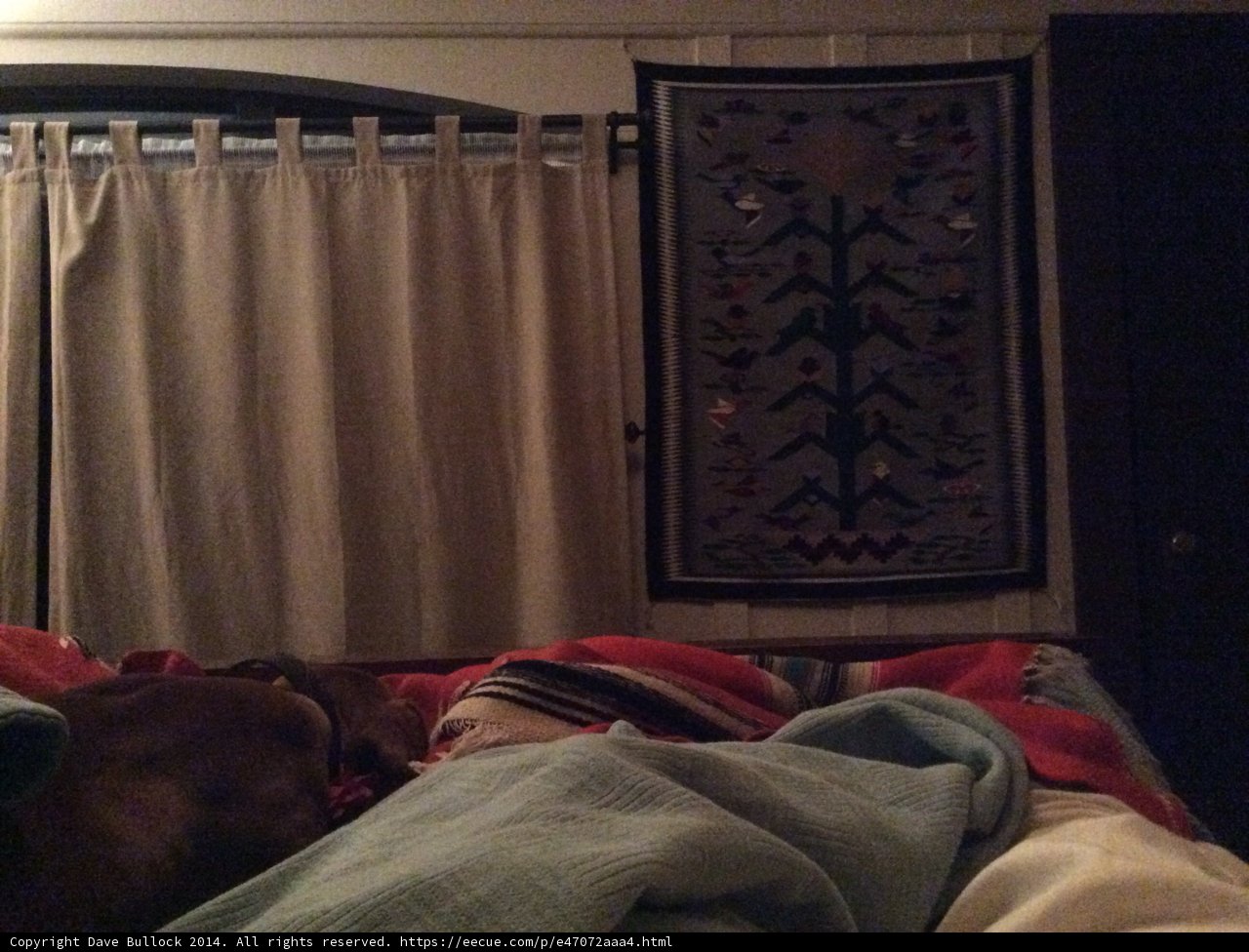 Sleeping Pooch