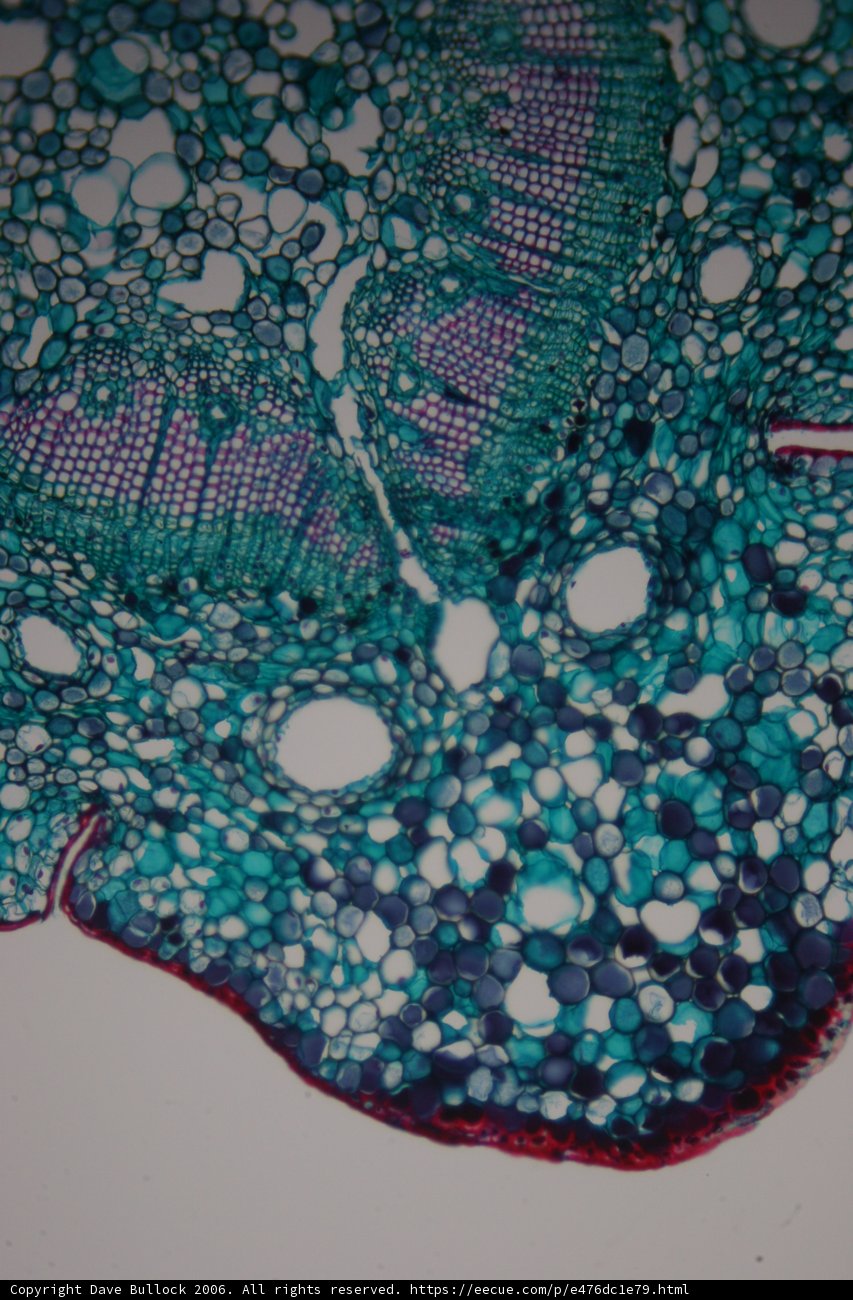 Cellular Lace