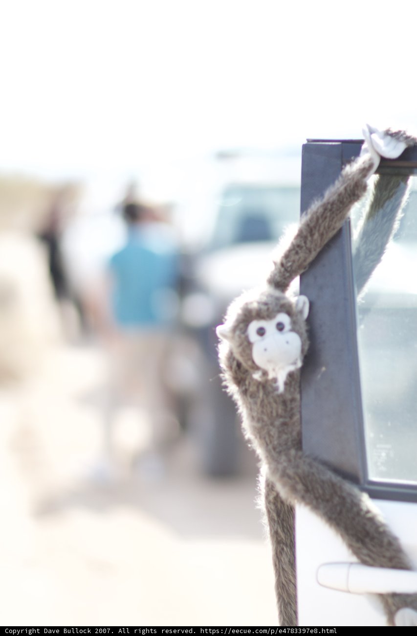 Adventure Awaits with Our Furry Co-Pilots