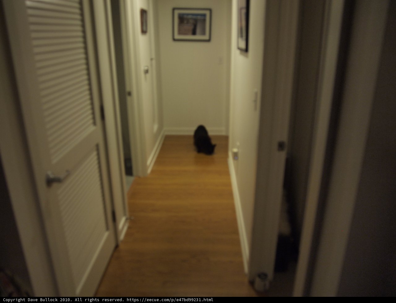 Black Cat in a Hardwood-Floored Hallway