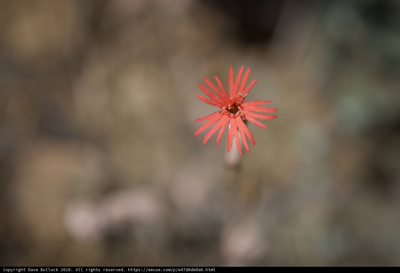 Scarlet Beauty in the Arid Lands