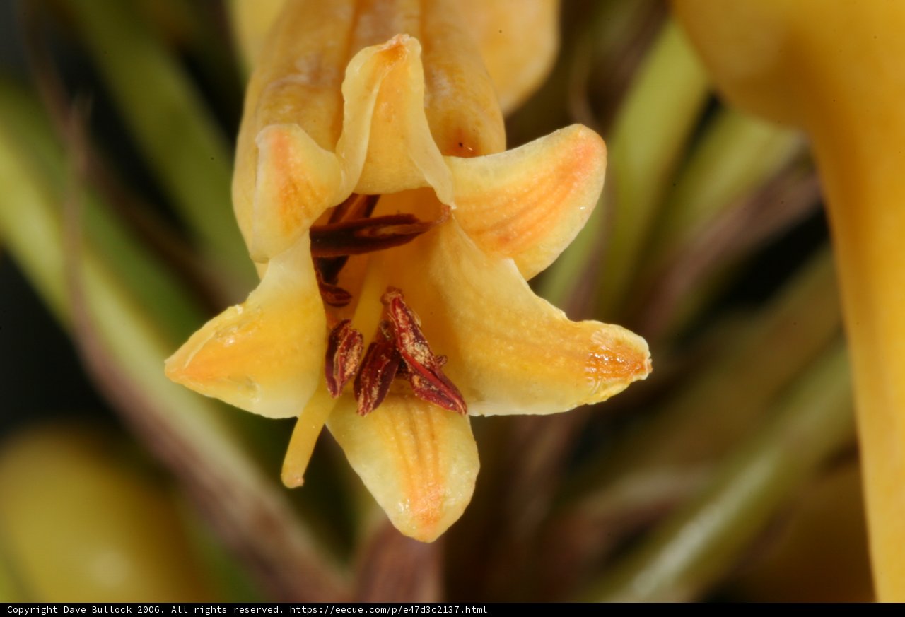 Vibrant Yellow Lily Captured Up Close