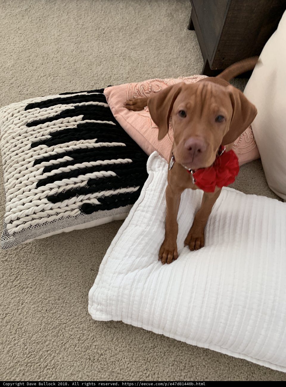Home Décor Paw-fection