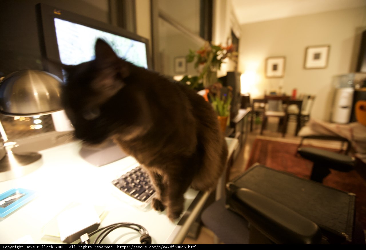 The Feline CEO
