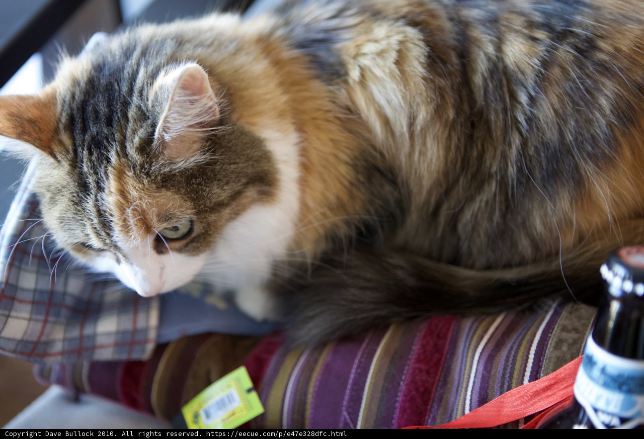 A Festive Feline Relaxing with a Brew