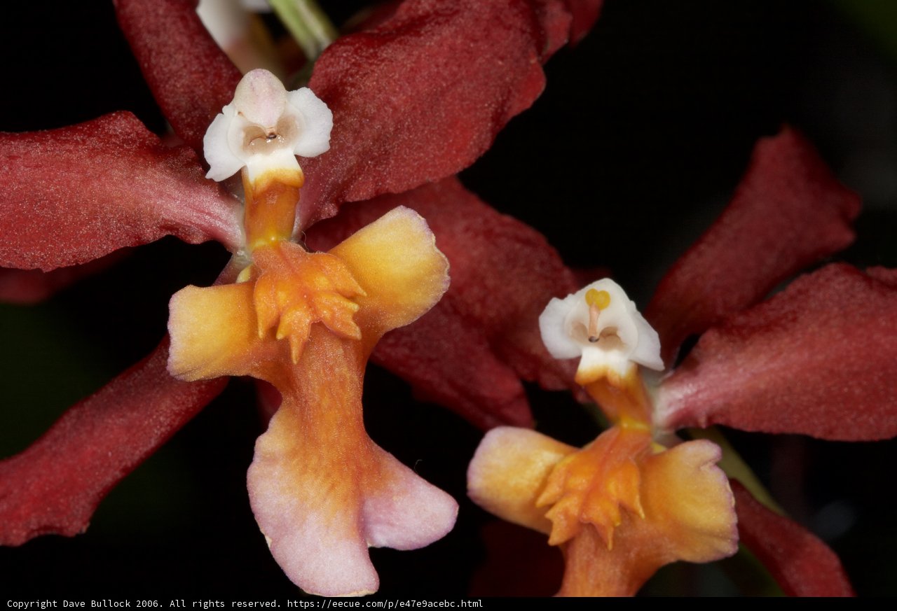 Blooming Orchids