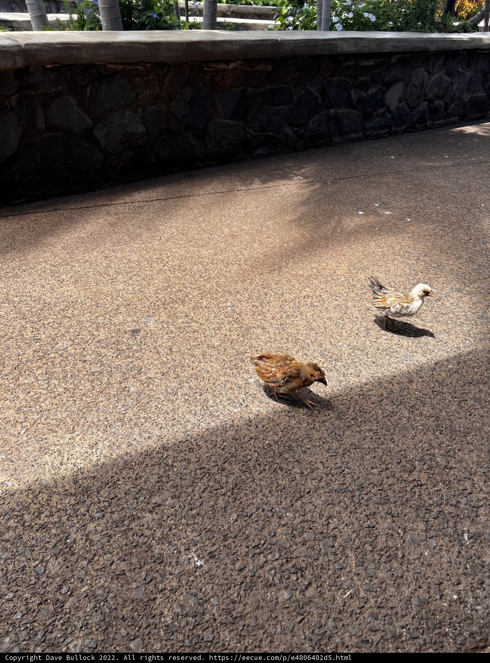 Two Small Birds on the Tarmac