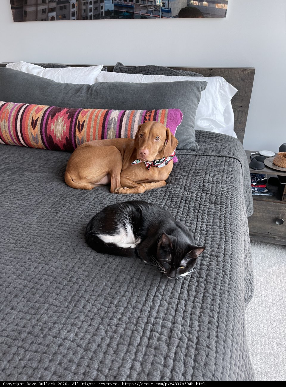 Furry Roommates