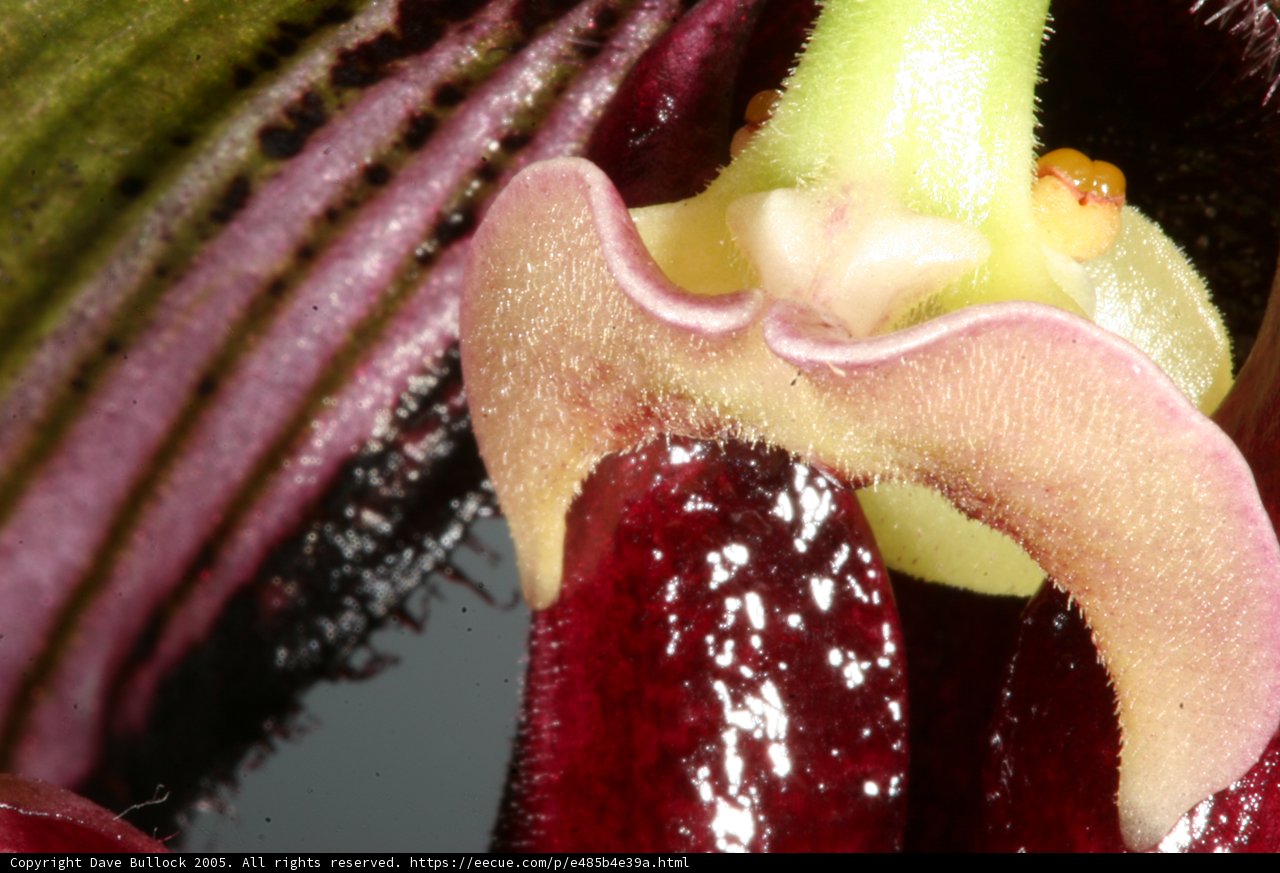 Orchid Beauty