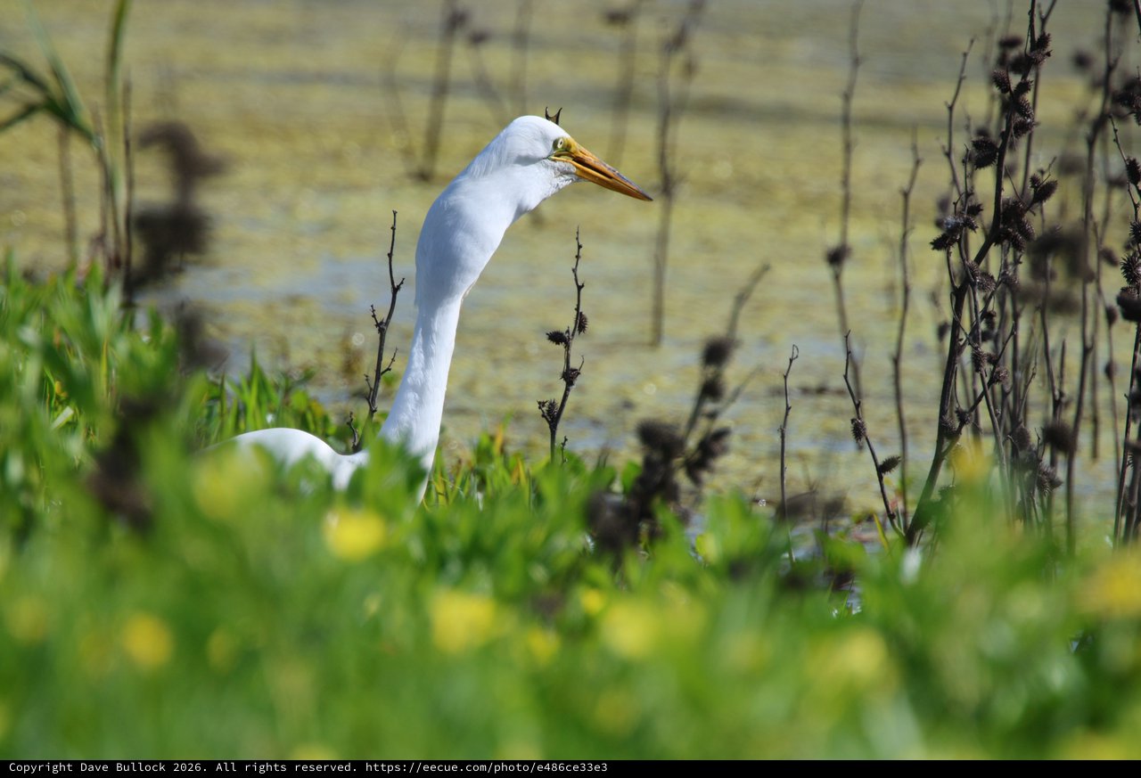 Great Egret Hunting in Wetland Marsh Vegetation