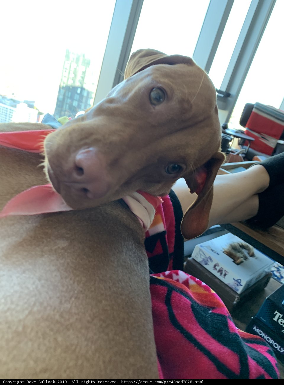 Relaxing Hound