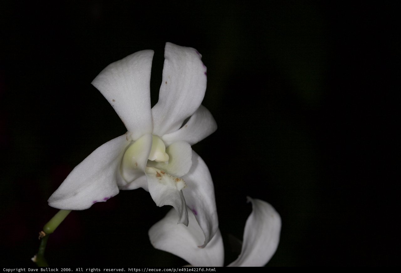 White Orchid in the Dark