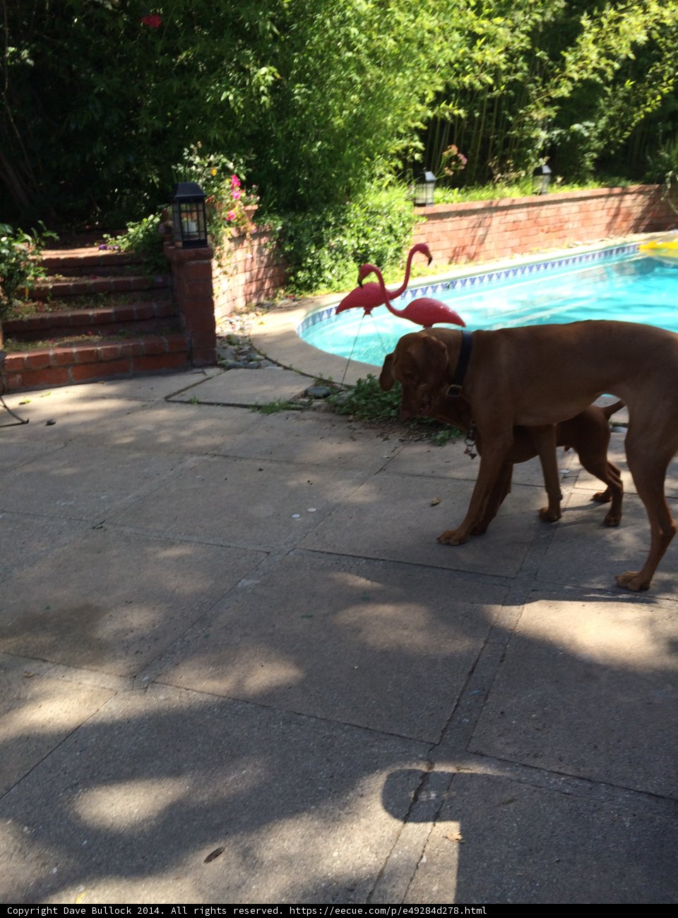 Canine Poolside Oasis