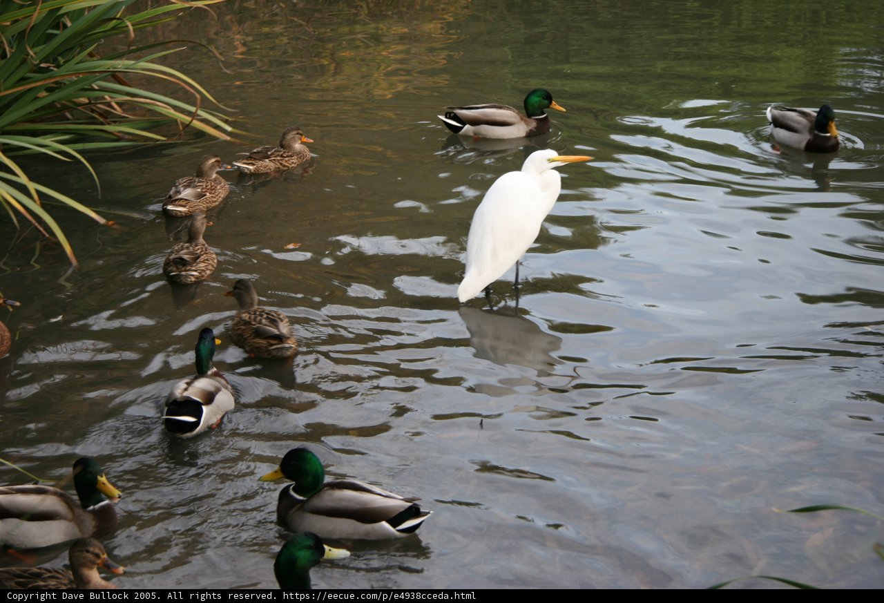 Serene Waterfowl