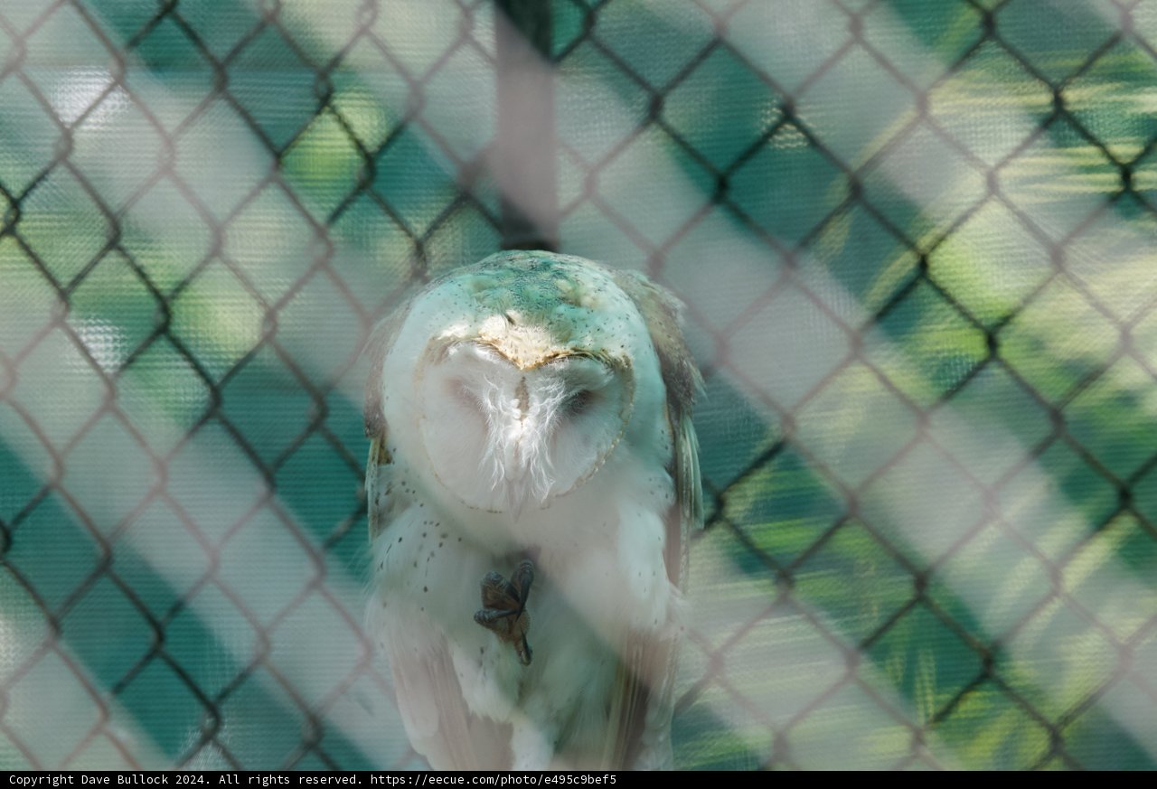Serenity Behind Bars: The Slumbering Owl at Honolulu Zoo