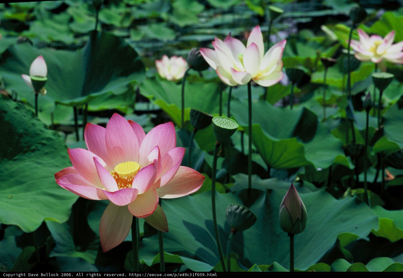 Serenity in the Pond