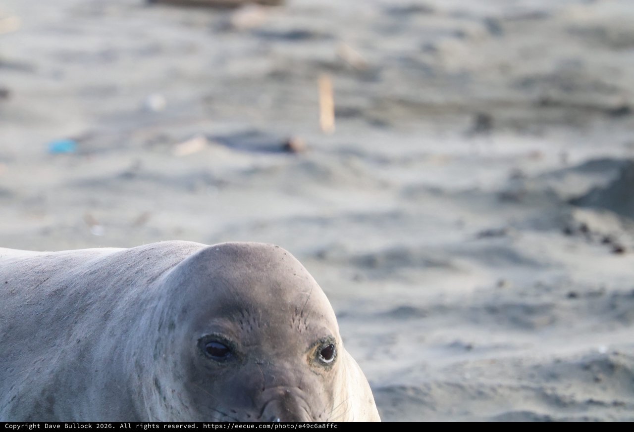 Young Elephant Seal Pup Close-Up at Drakes Beach