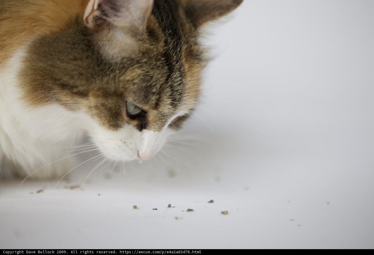 Inquisitive Feline