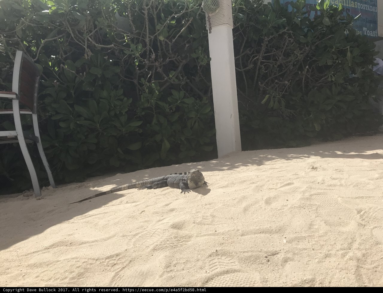 Reptile Relaxation