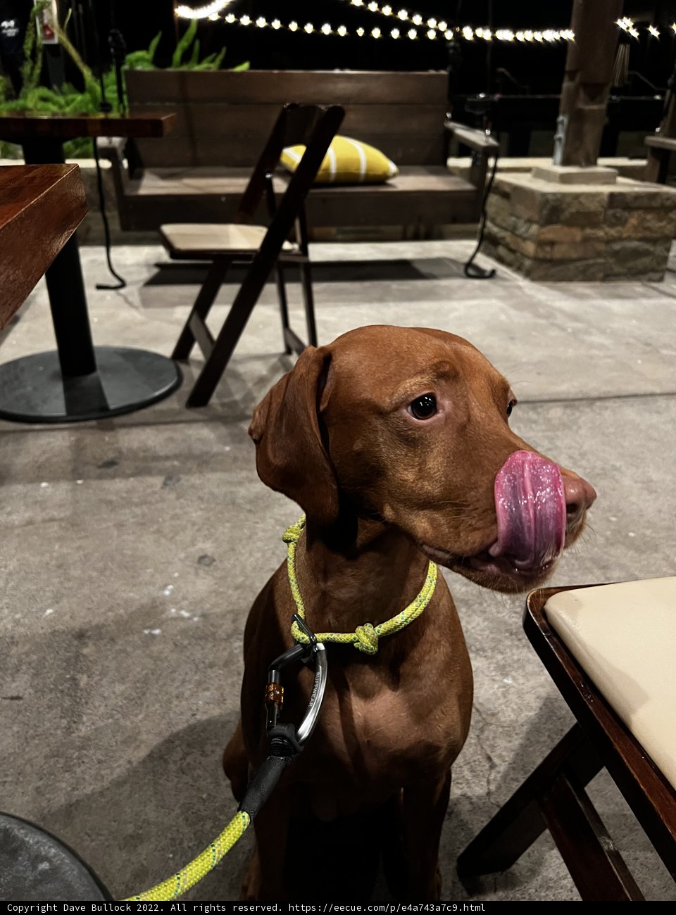 Pink Tongued Pup