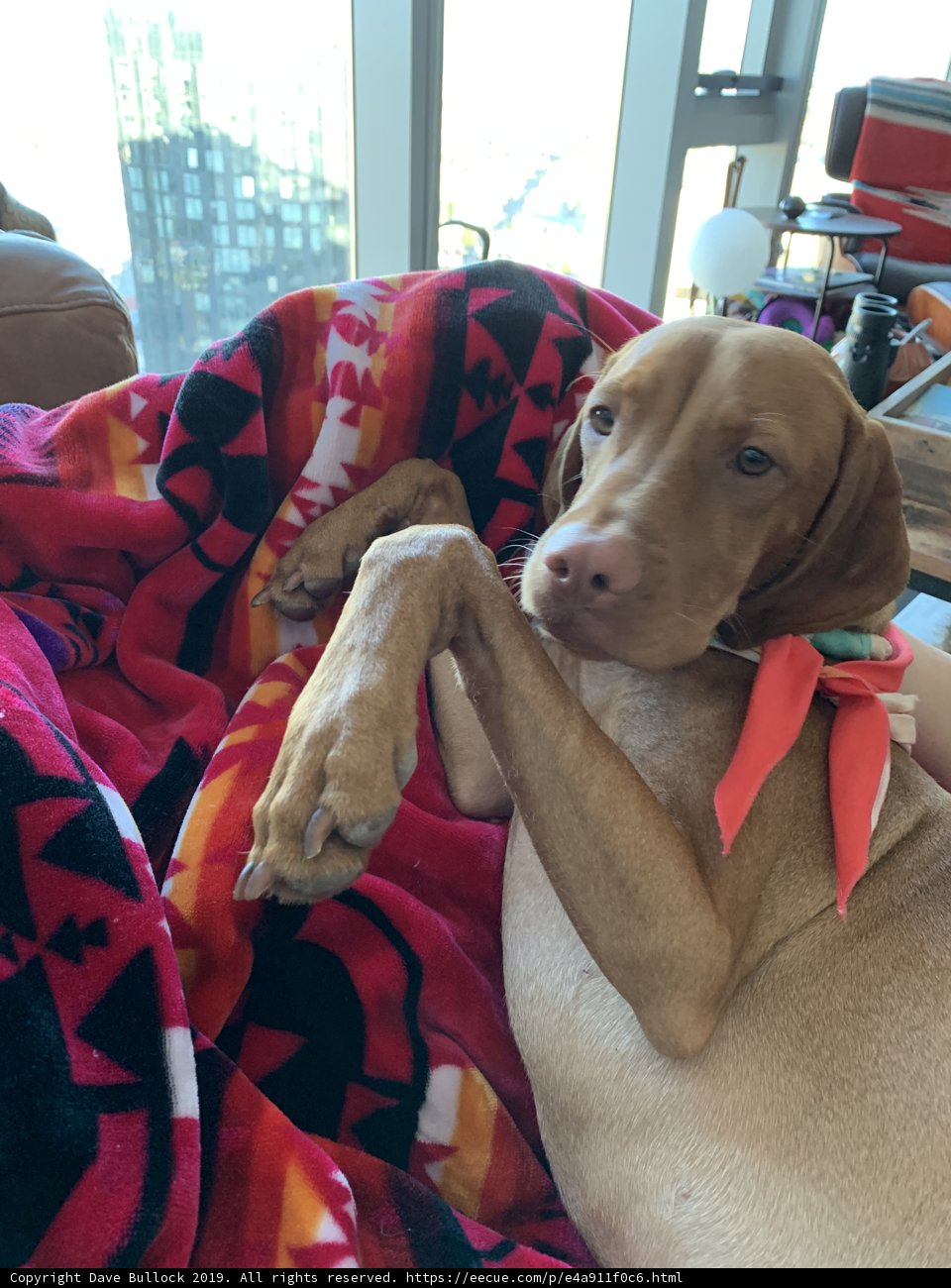Relaxing with My Furry Companion