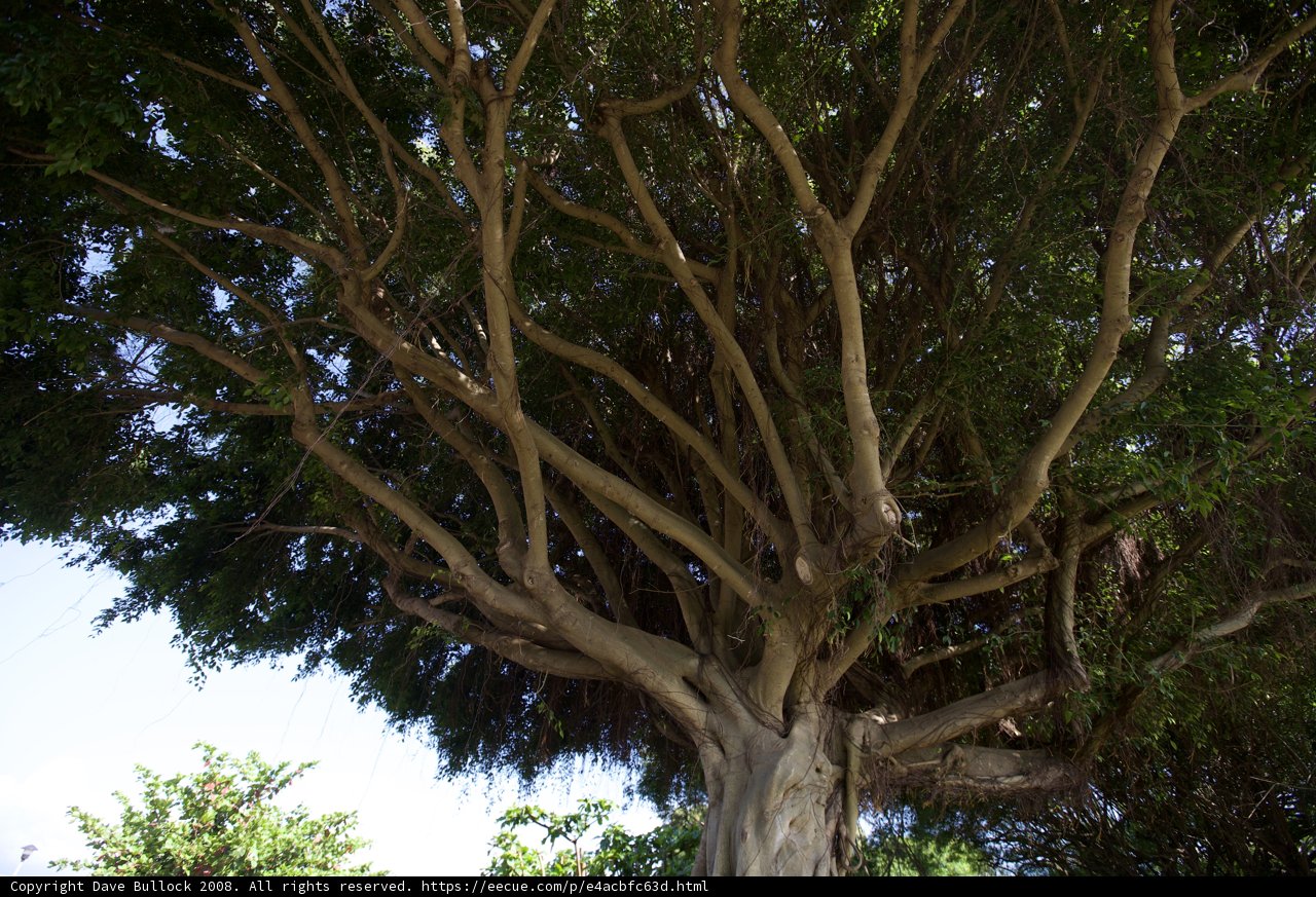 Majestic Tree with Abundant Leaves