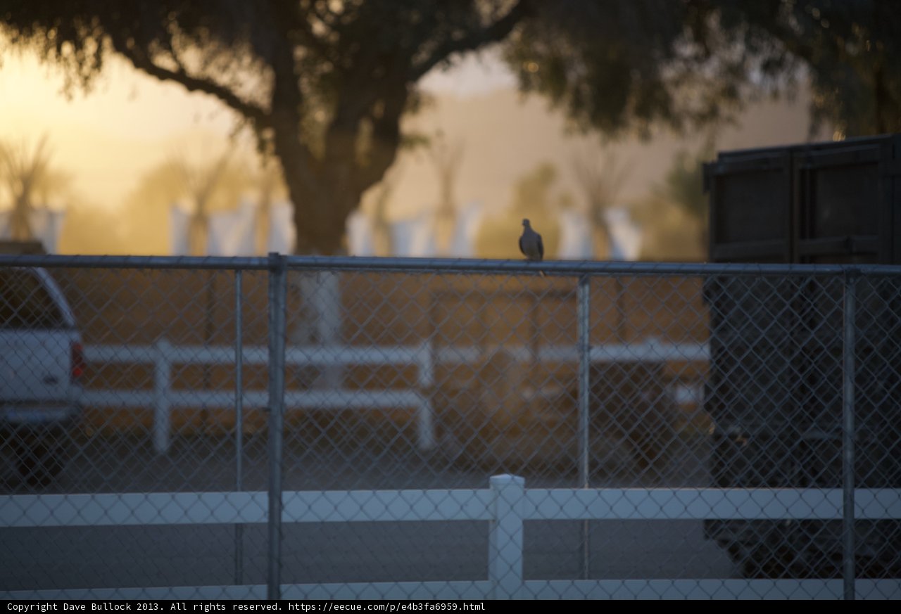Fence Perch