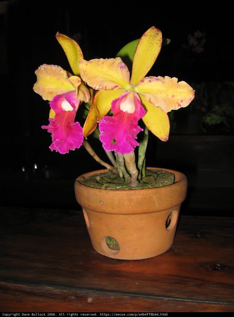 Twin Bouquet