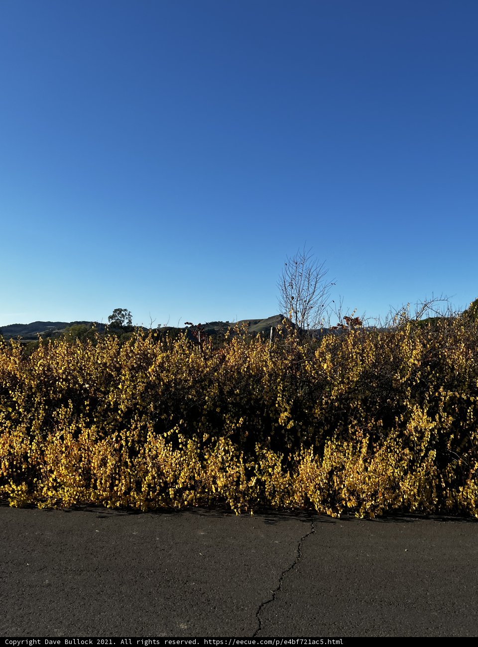 Sunshine on the Golden Blooms