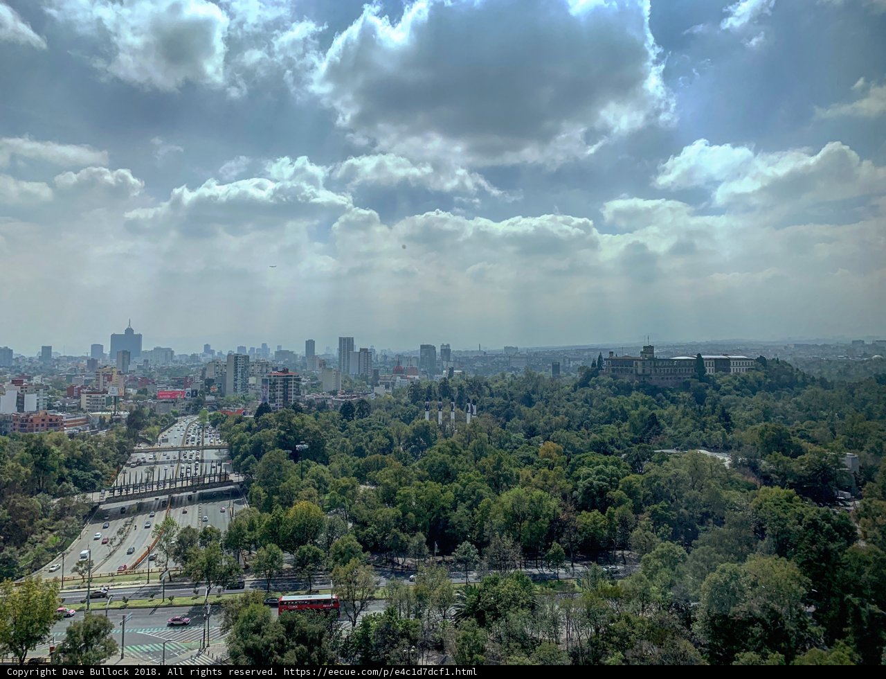 The Urban Jungle