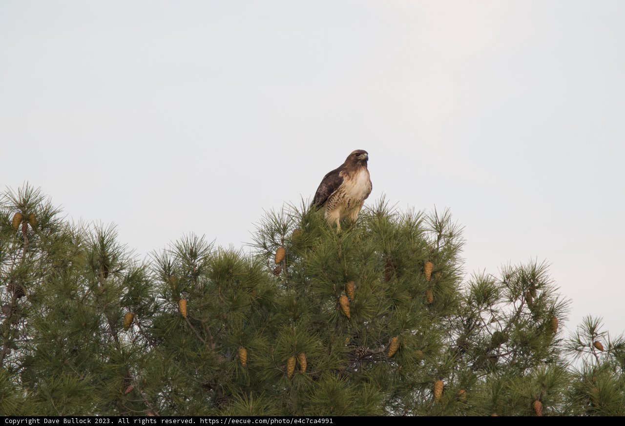 Majestic Hawk's Lookout