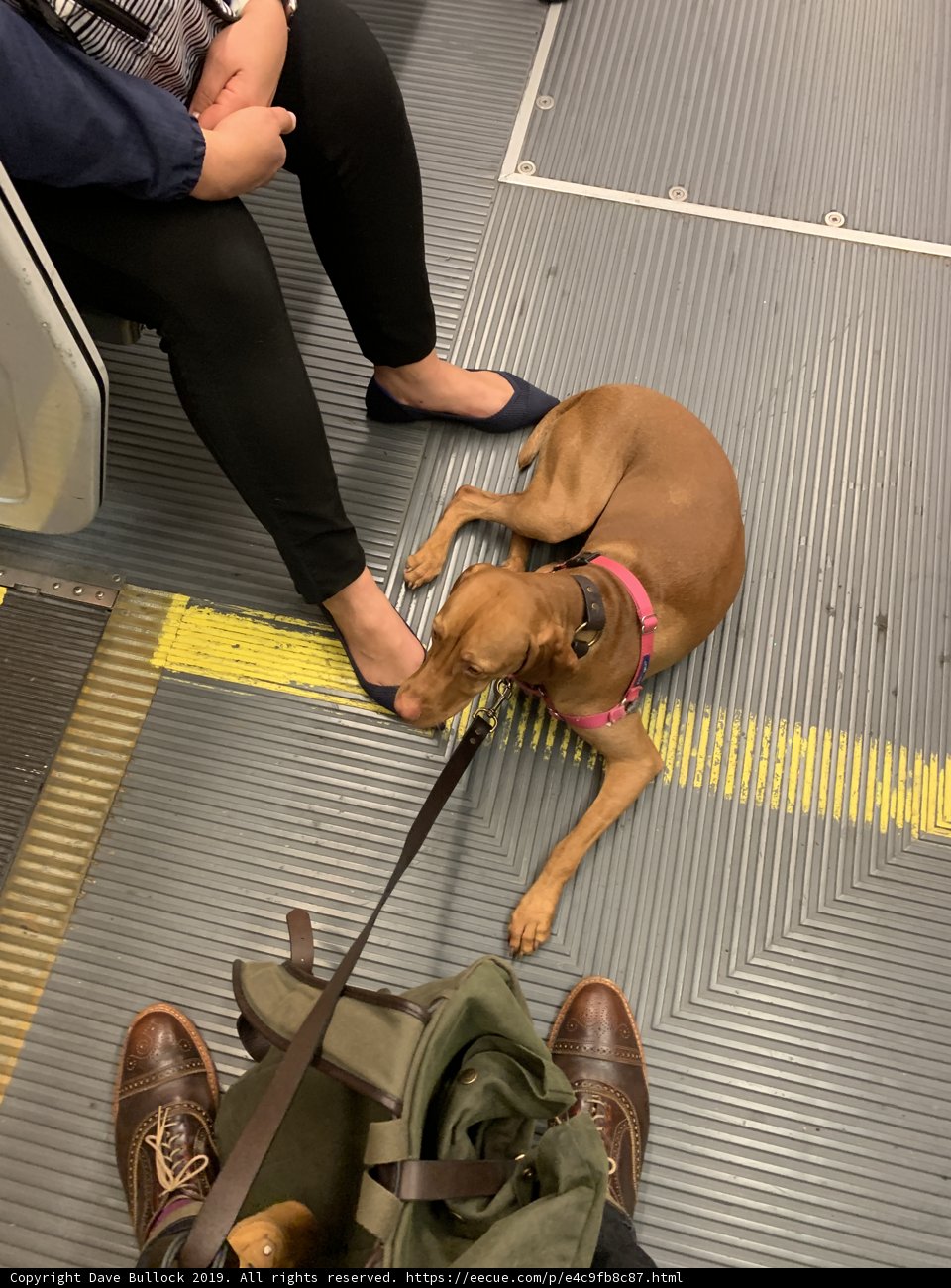 Subway Pup
