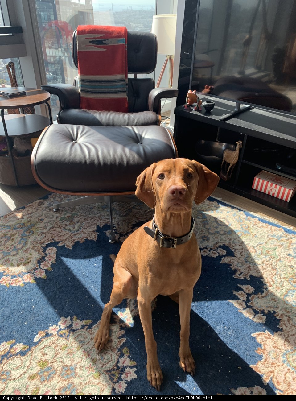 Relaxing with the Vizsla