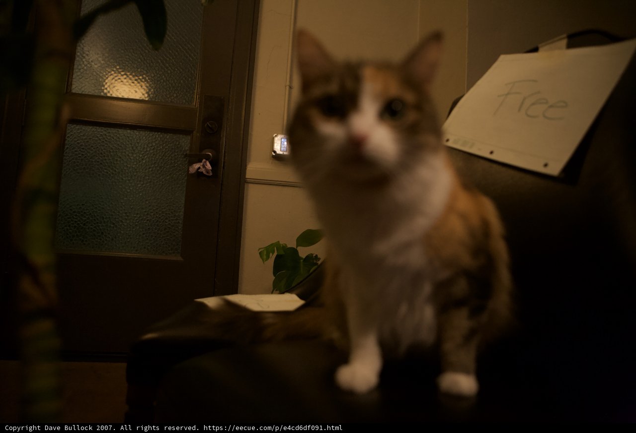 Nighttime Companion