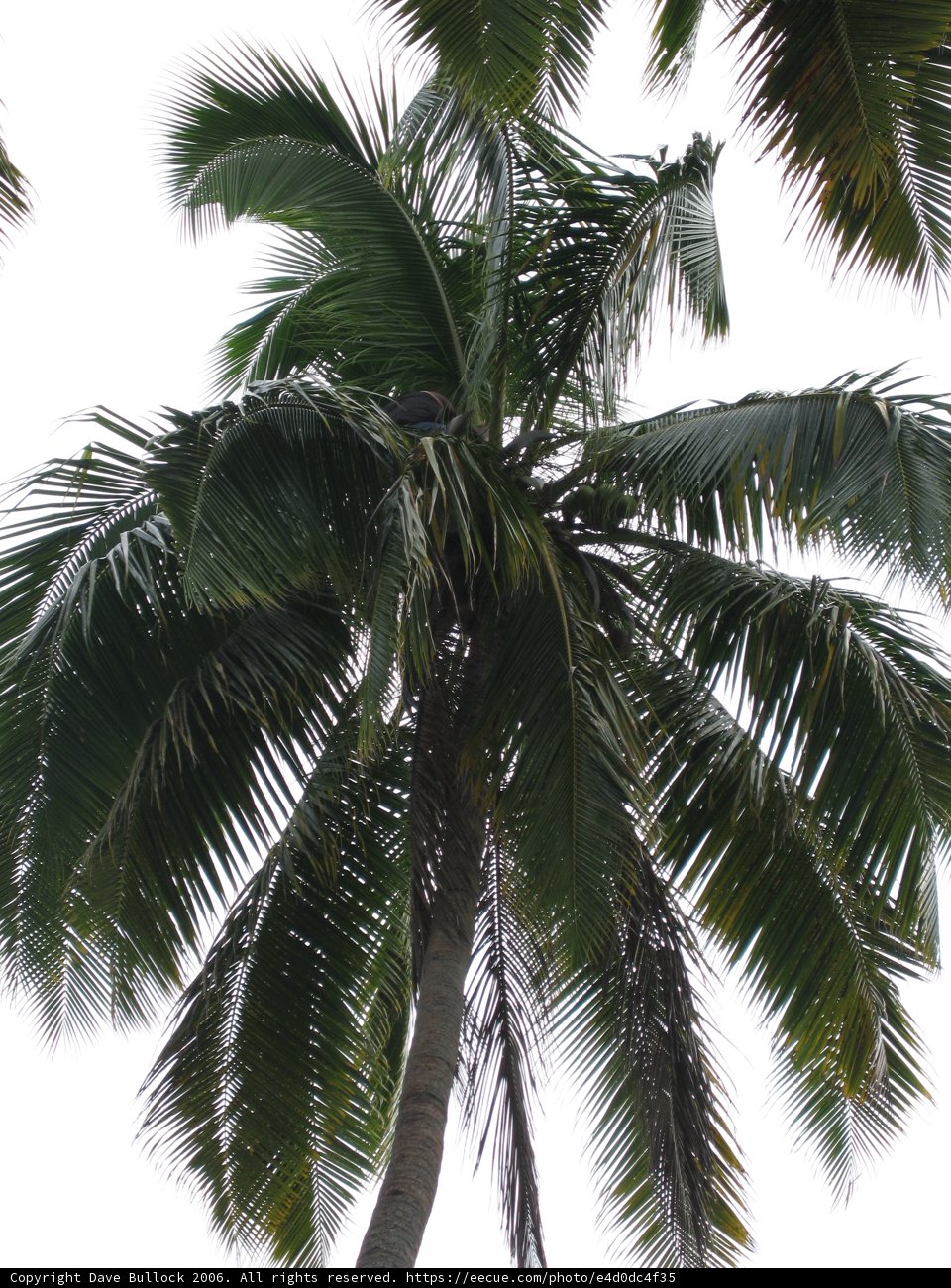 Tropical Paradise