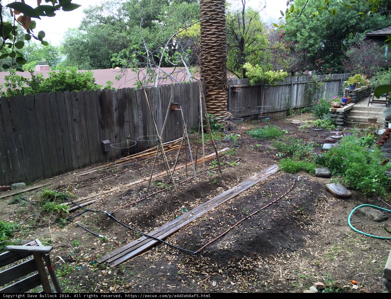 Serenity in the Backyard