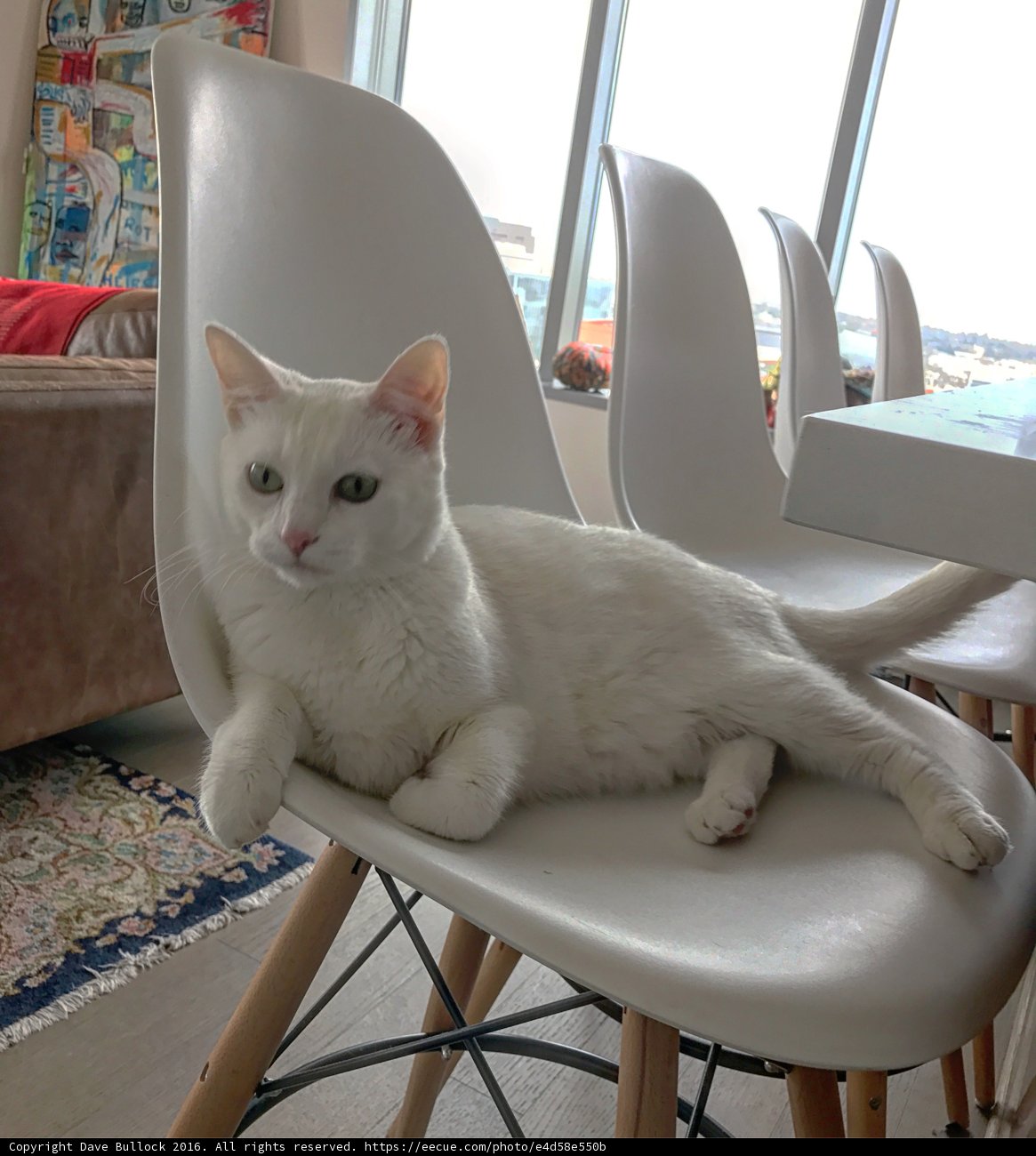 White Cat Lounges on White Chair