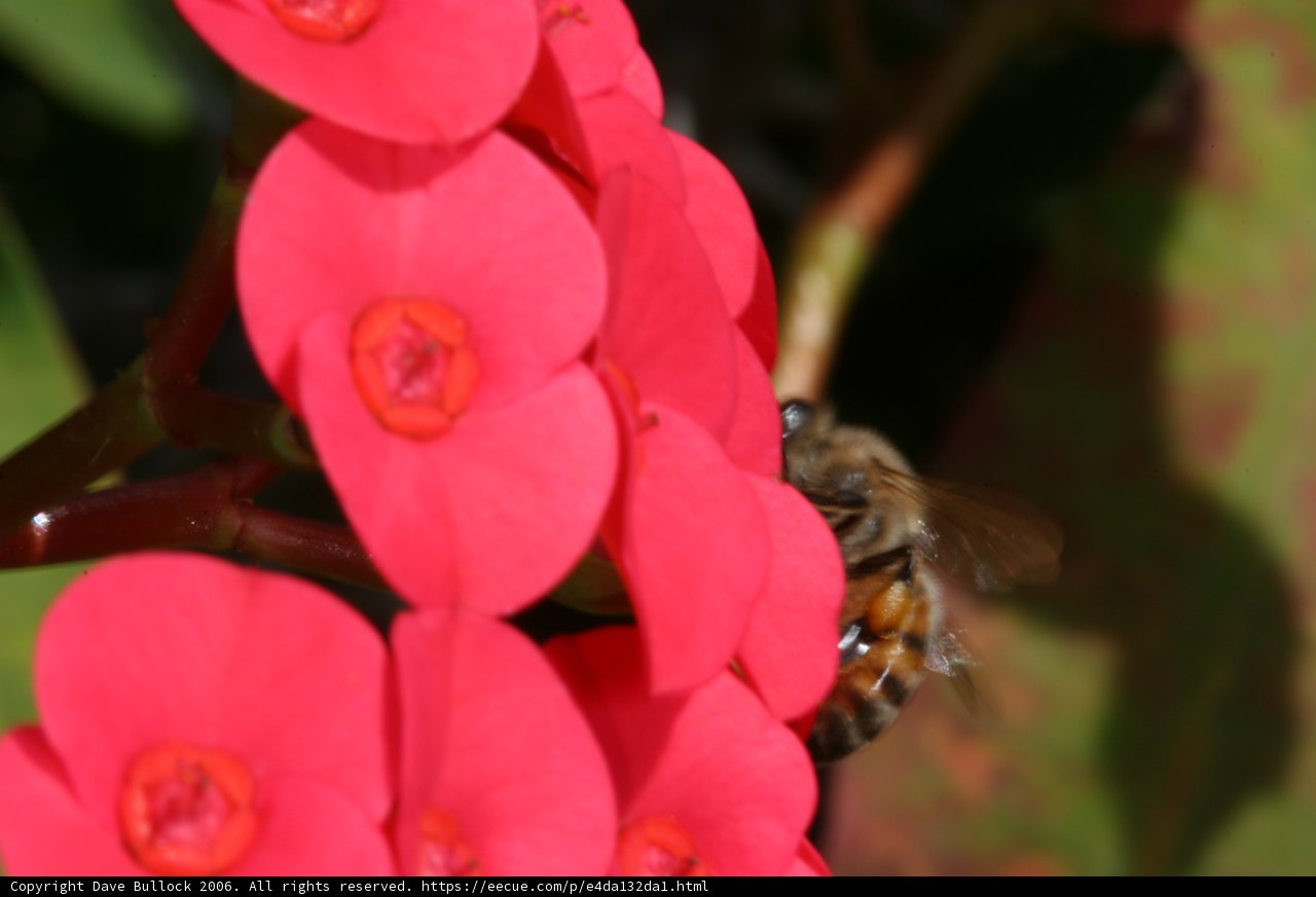 Busy Bee on Geranium Flower