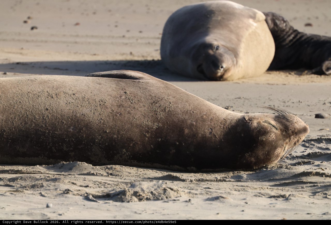 Elephant Seals Resting on Sandy Beach at Drakes Beach