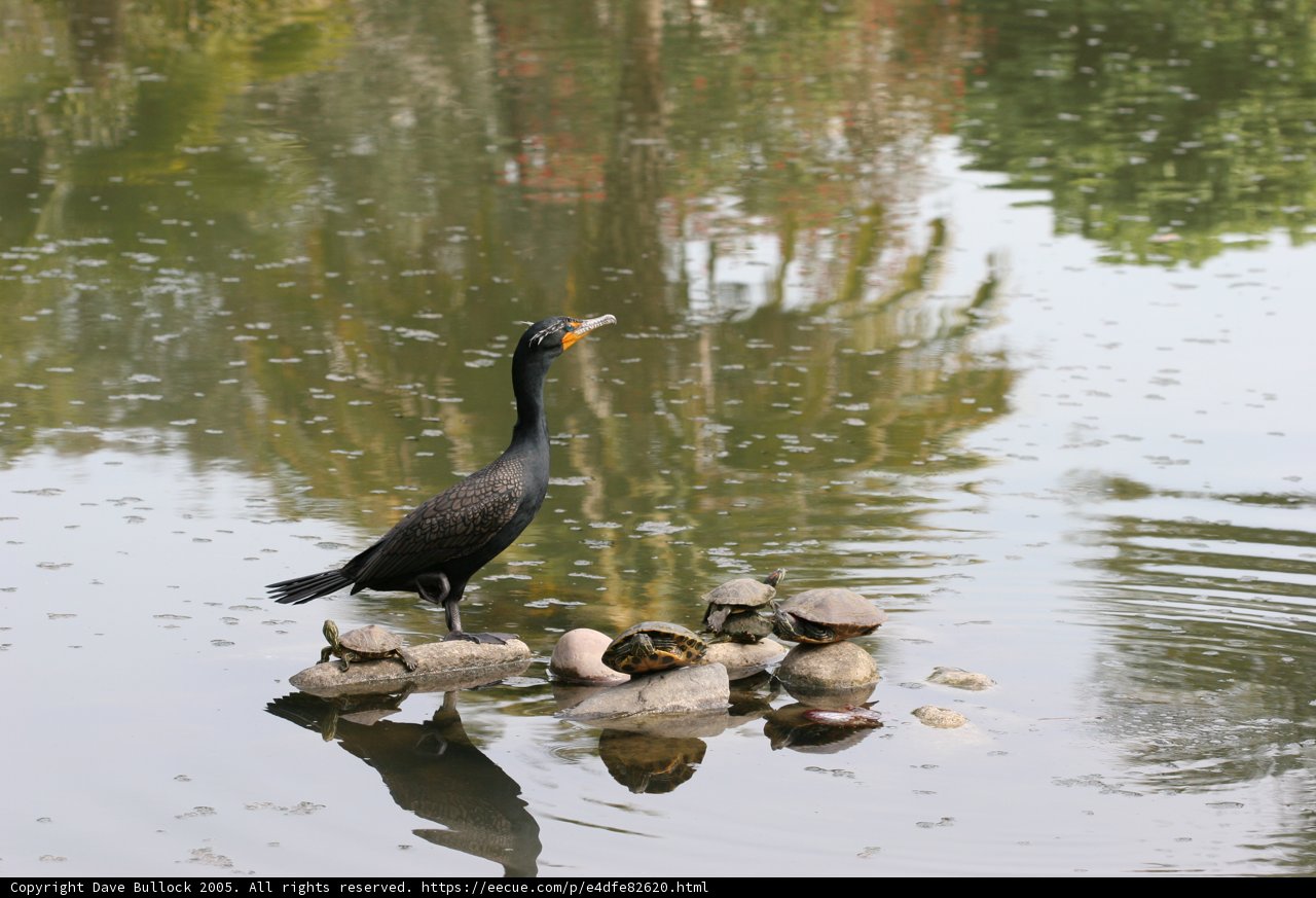 Cormorant at Rest