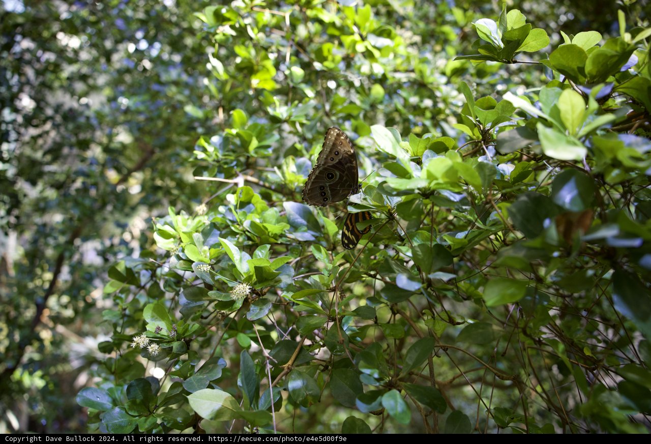 Avian Majesty in the California Rainforest